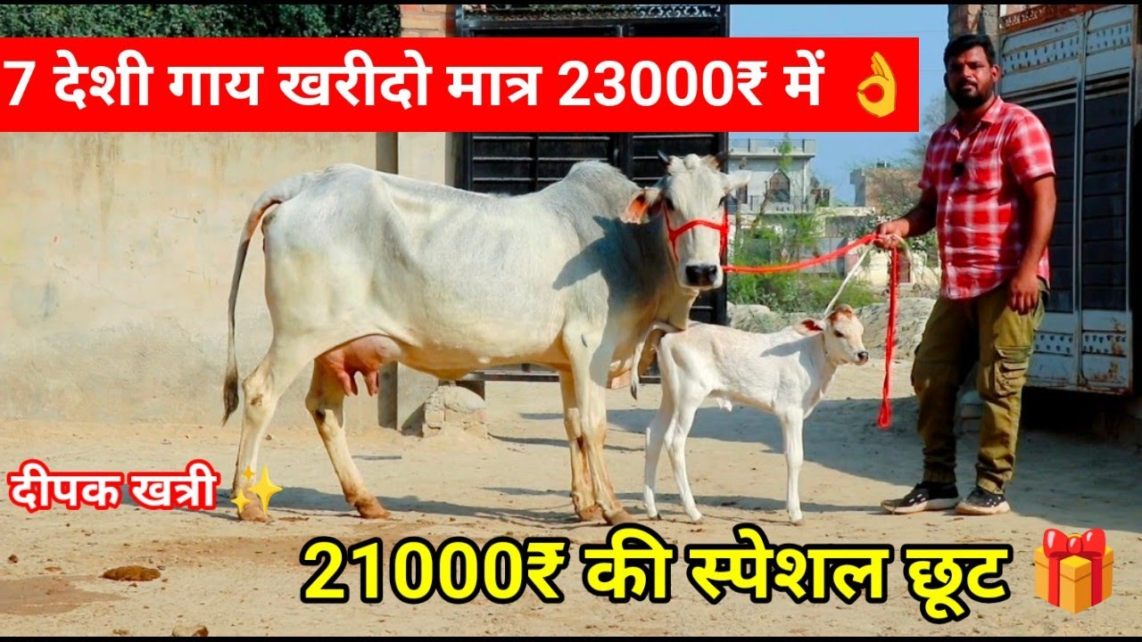 ✨23000₹ में गाय खरीदो बछड़ी वाली 😀 21000₹ की छूट के साथ 🎁 7 गाय 5 थारपारकर 2 साहीवाल 💥 7 Cow Lot 💫