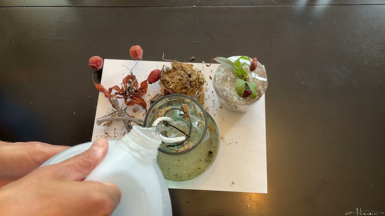 Replacing My Dead Nepenthes Ampullaria 'Black Miracle'