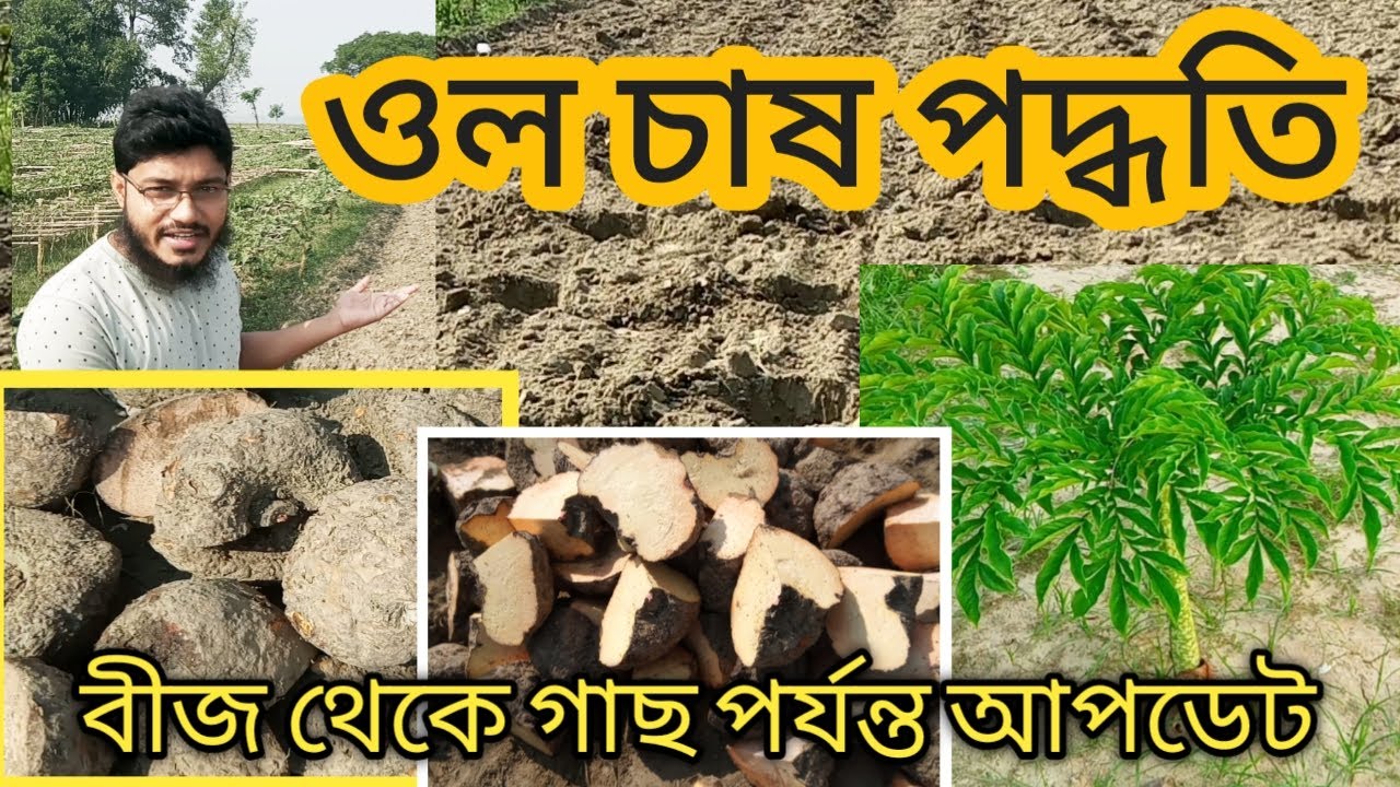 ওল চাষের সহজ পদ্ধতি || ওল চাষ || Elephant Foot Yam farming || Ol Chas