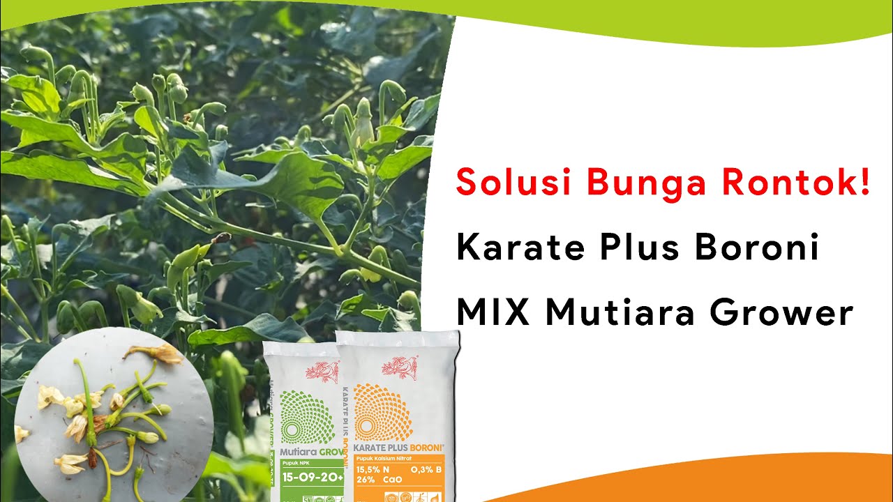 Pupuk Karate Plus Boroni Campur Mutiara Grower, Rontok Bunga Berkurang