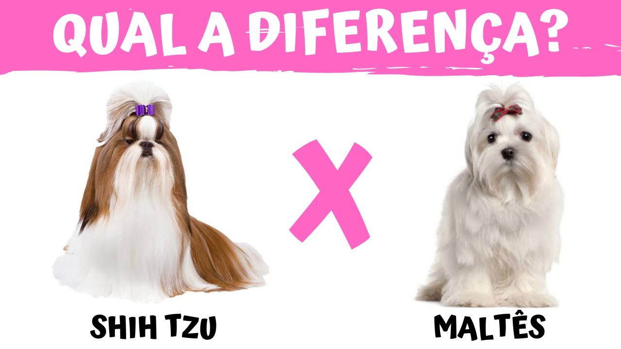 Qual a diferença entre SHIH TZU e MALTÊS?