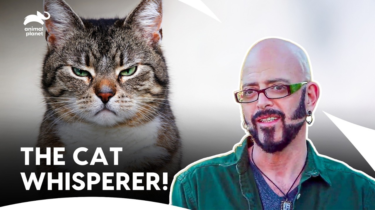 Jackson Galaxy Into Cat Chaos! | My Cat From Hell S8 E5, 10, 2 | Animal Planet India