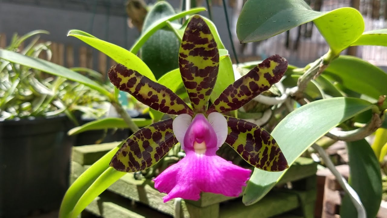 MEU CULTIVO DE ORQUÍDEAS - CATTLEYA ACLANDIAE