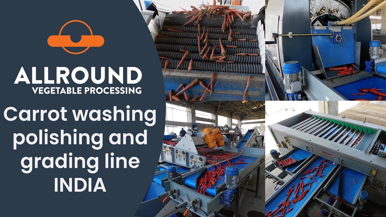 Carrot washing polishing and grading line | Punjab, India | Allround Vegetable Processing