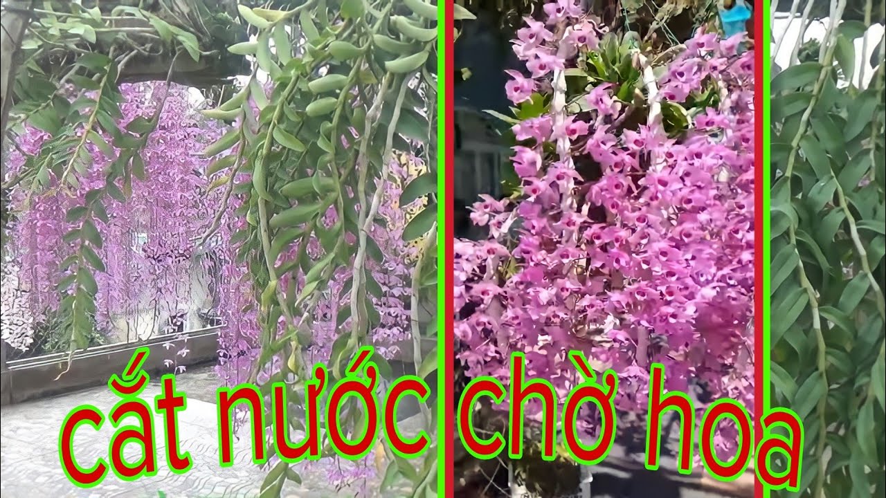 Cắt nước cho phi điệp ra hoa, cách chăm sóc phong lan mùa rét, phong lan rừng pv