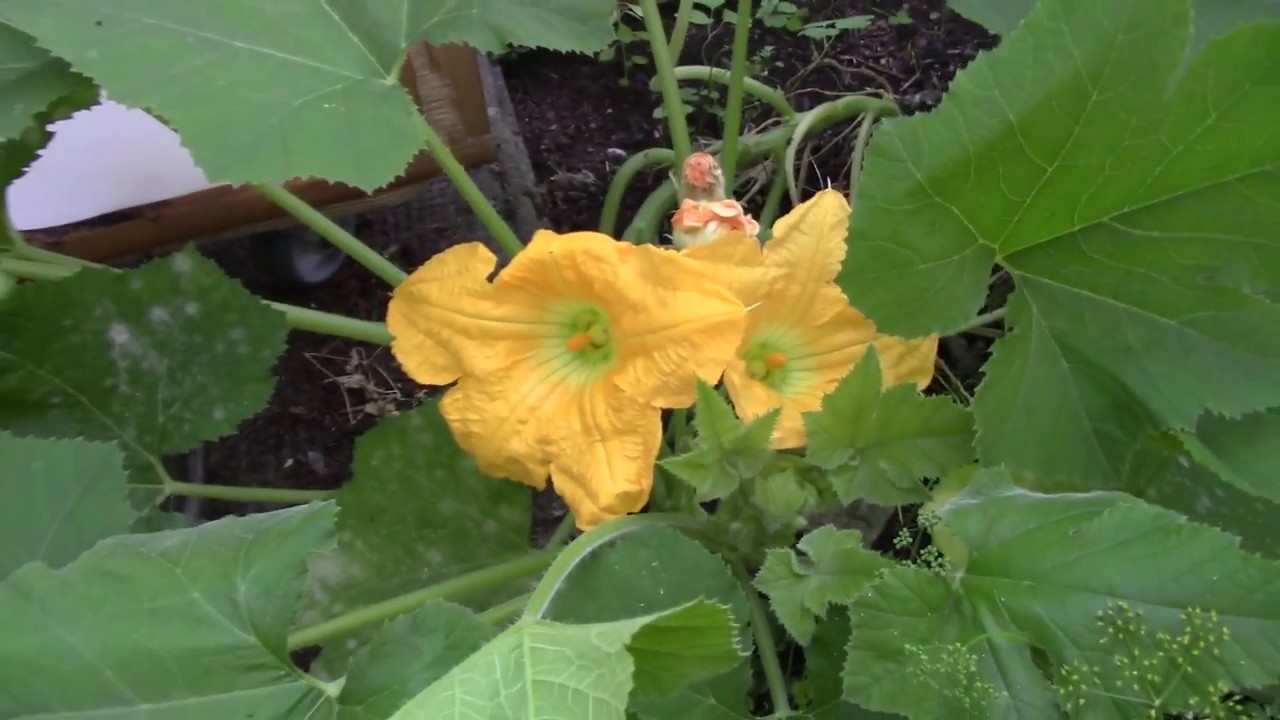 # 112 - Jardinage - Evolution et un monde sans abeilles