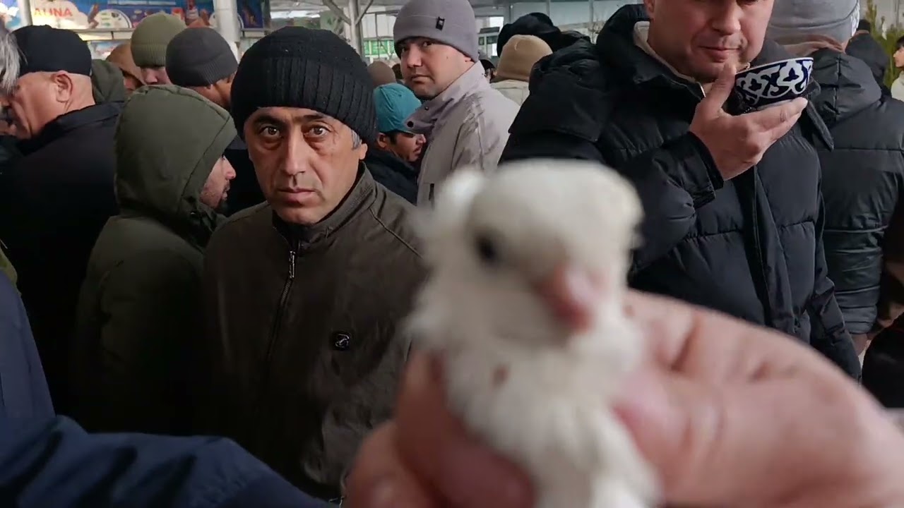 Кафтарбозори Хучанд. Рынок голубей Худжанд #pigeon #kabootarloft05 #birds #kabootar #pigeonhouse #