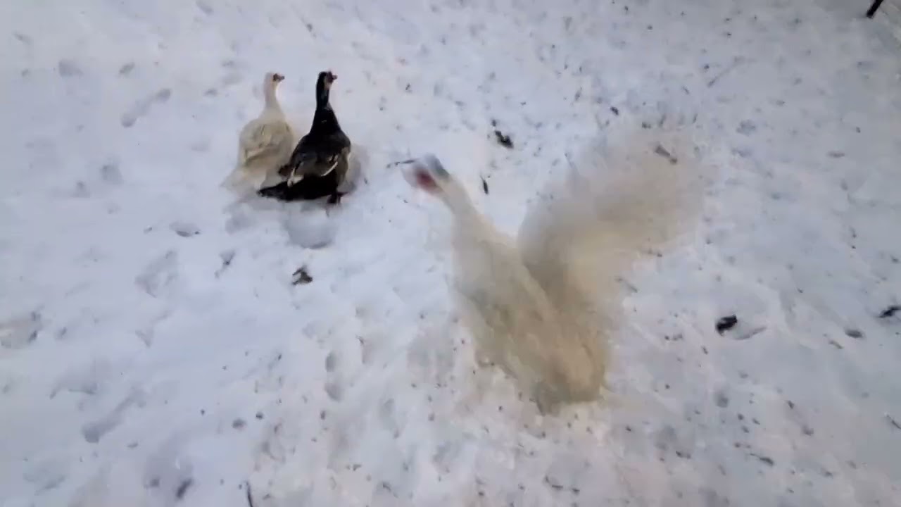 Cool Ducks