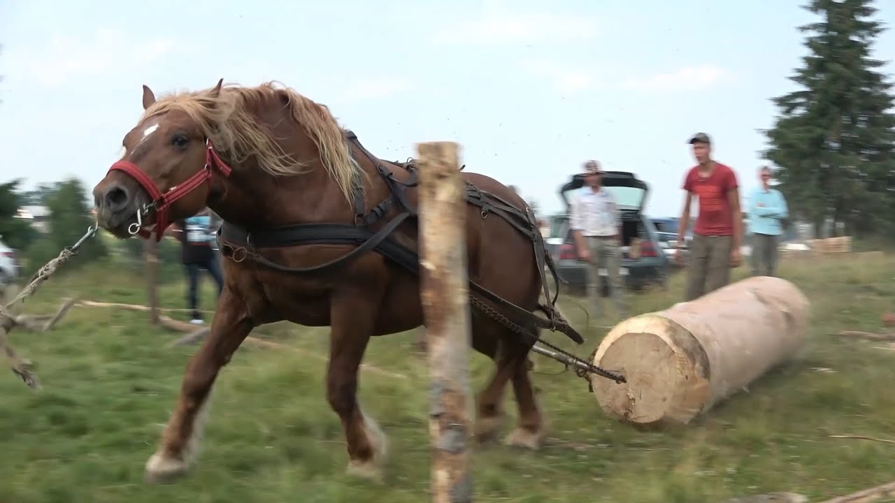 Anunt! Sambata 17 Iulie 2021 Expozitie si concurs cu cai de tractiune Marisel, Cluj