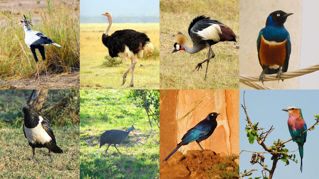 BIRDS OF KENYA. PART:1