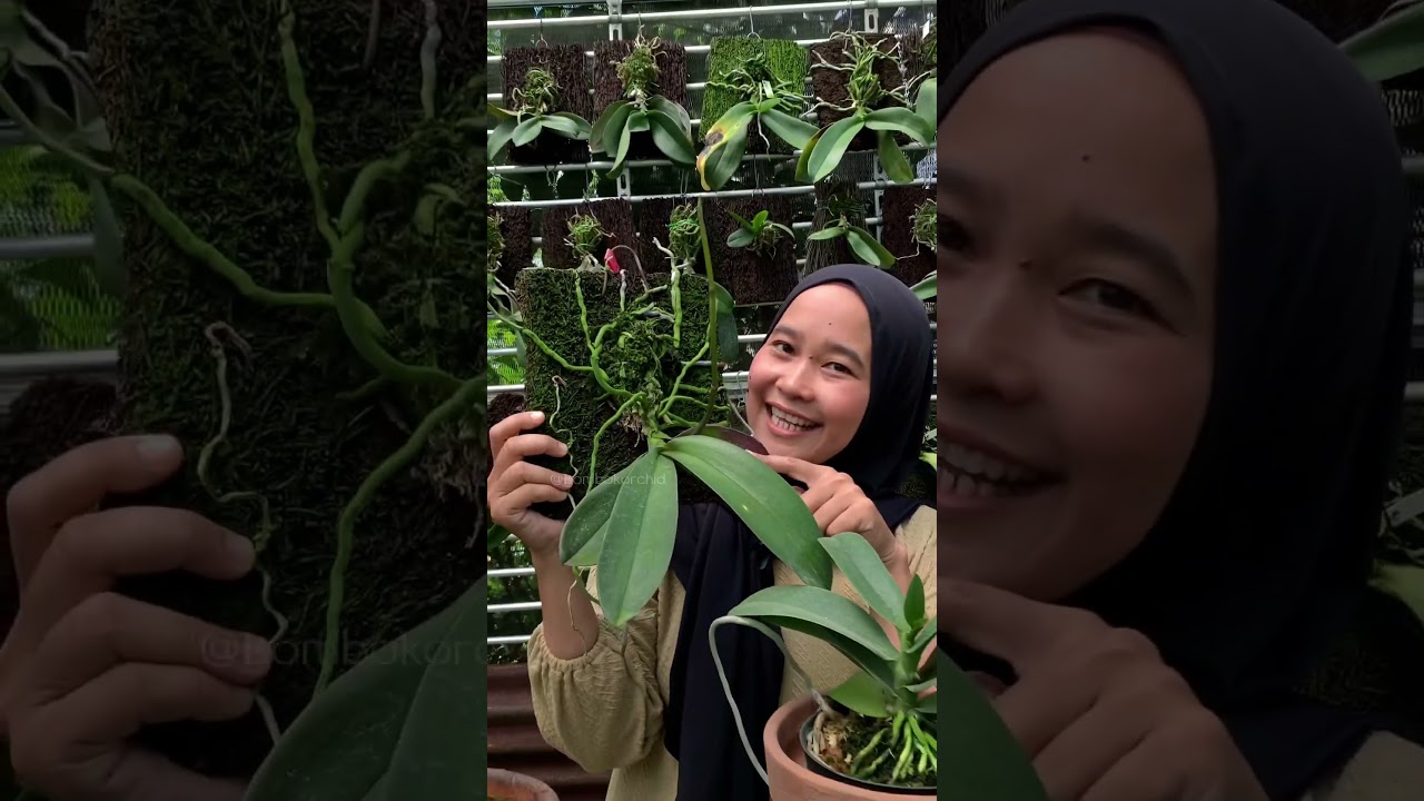 #pecintaanggrek