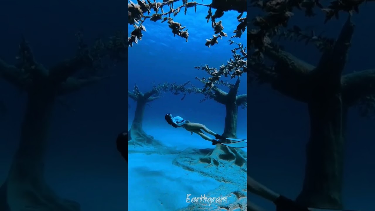 The clearest way into the Universe is through a forest wilderness 🌳#undewaterphotography #underwater
