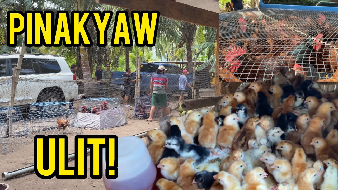 BUMALIK ANG PUMAKYAW AT PINAKYAW ULIT ANG ATING MGA MANOK!