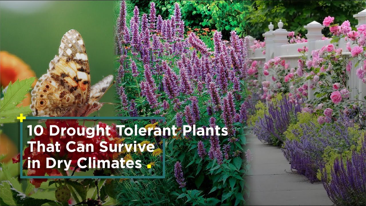 10 Great Drought Tolerant Plants That Can Survive Dry Climates