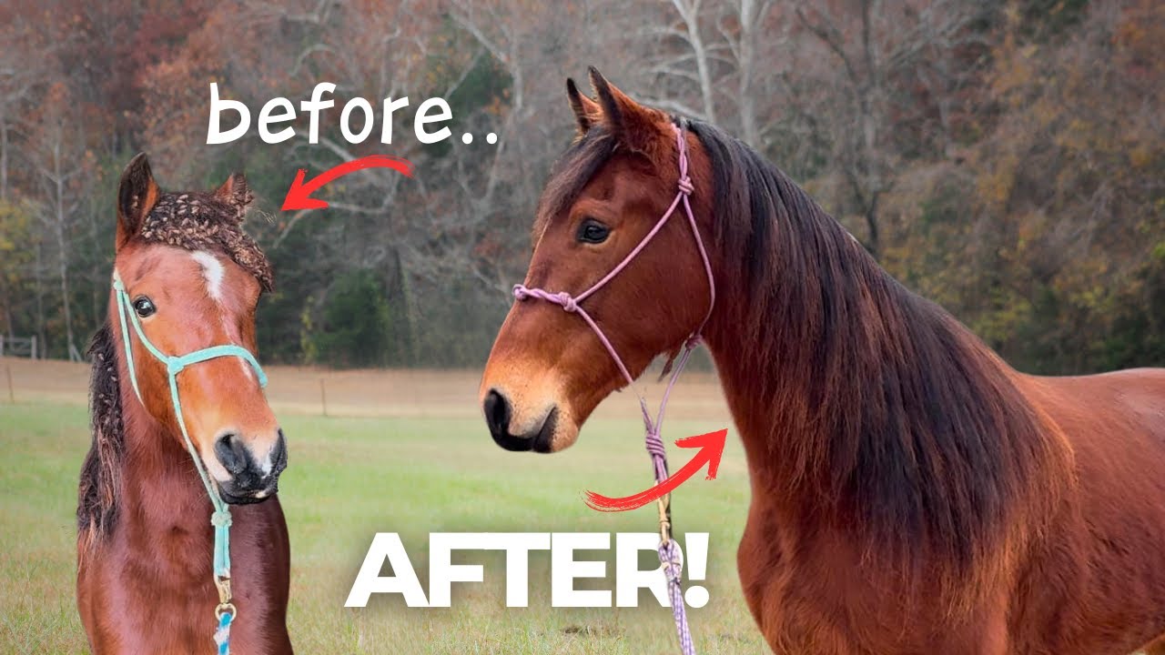 COCKLEBUR INFESTED HORSE TRANSFORMATION! - Before And After!