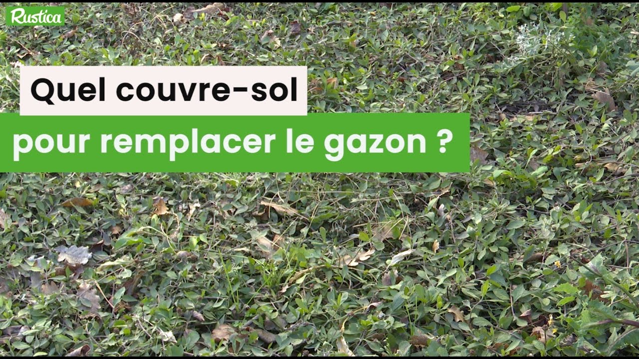 Quel couvre-sol pour remplacer le gazon ?
