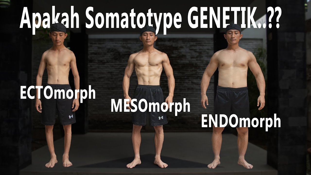 Tipe Tubuh Manusia (Ectomorph, Mesomorph dan Endomorph)