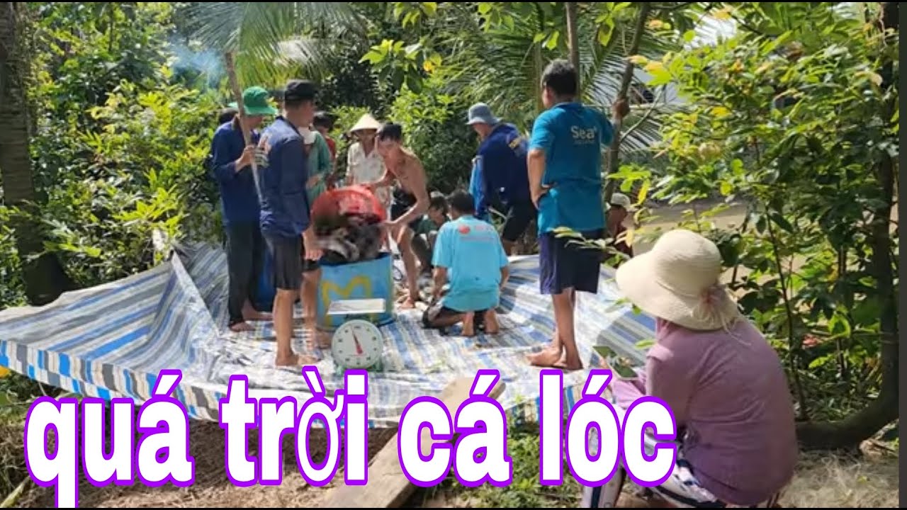 Mùa Nước Lũ Về Dùng Lưới Kéo 4 Tấn Cá Lóc Bự Bán Cho Xe Đông Lạnh # SĂN BẮT ĐỒNG THÁP #