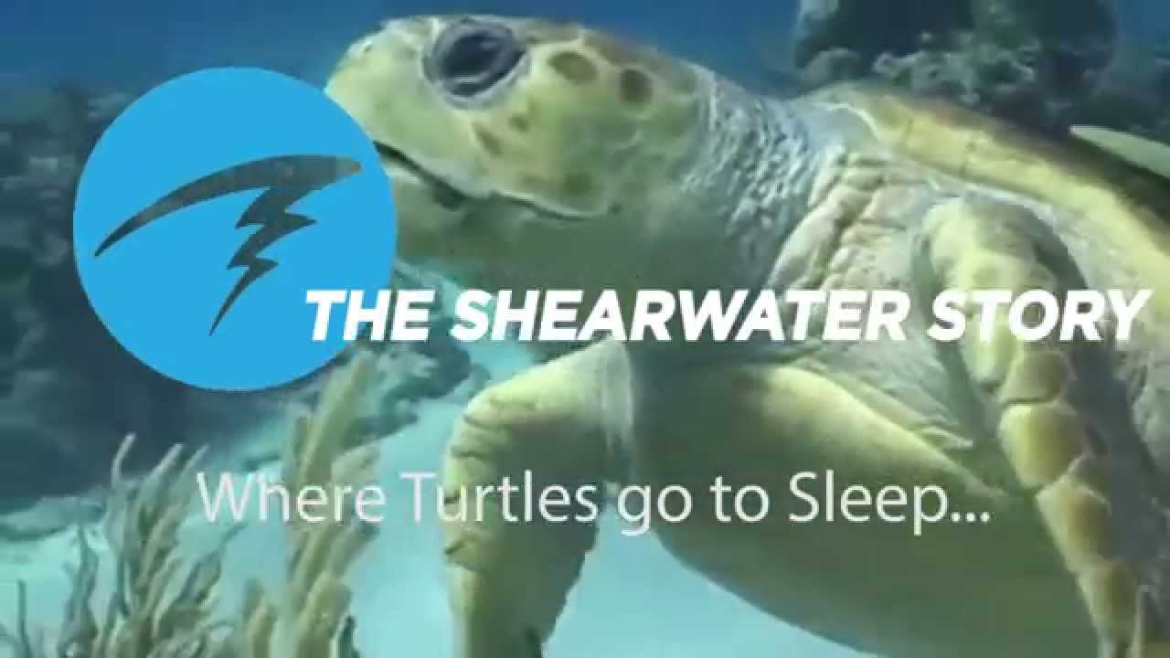 The Shearwater Story