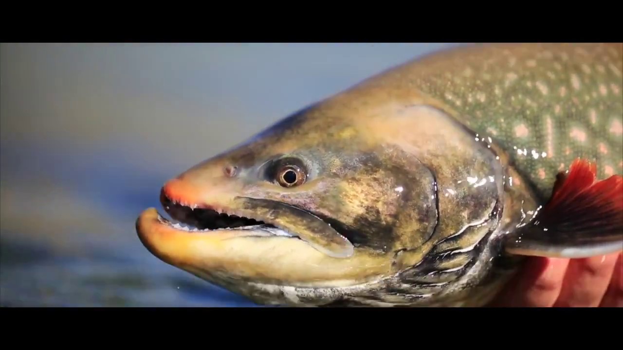 Fly Fishing in Greenland for Searun Arctic Char - Kangia River Lodge