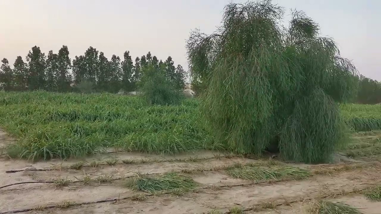 زراعة علف البونكام بمباسا الدمام. زراعة عضوية