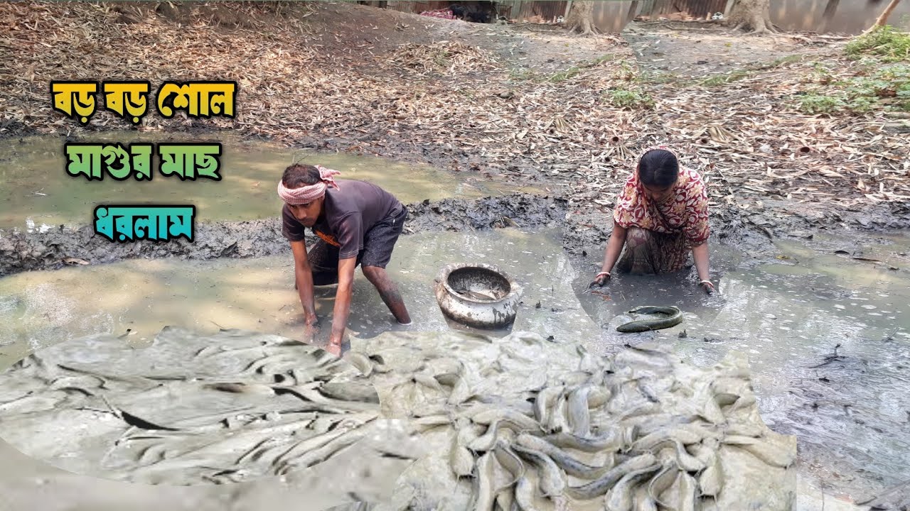 পুকুরের জল সেচে কই মাগুর ল্যাটা সব মাছ ধরে নিলাম|village women catching huge catfish by hand in mudd