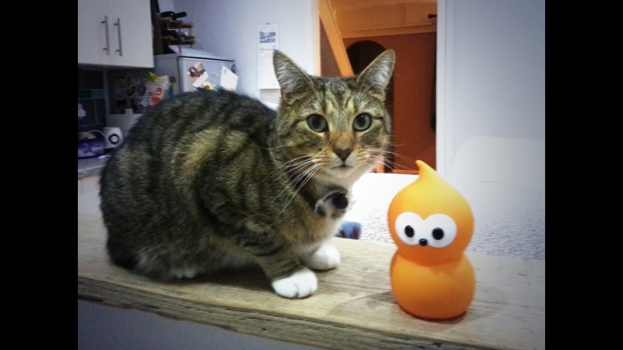 Zingy (EDF Energy) visits Button (the cat)