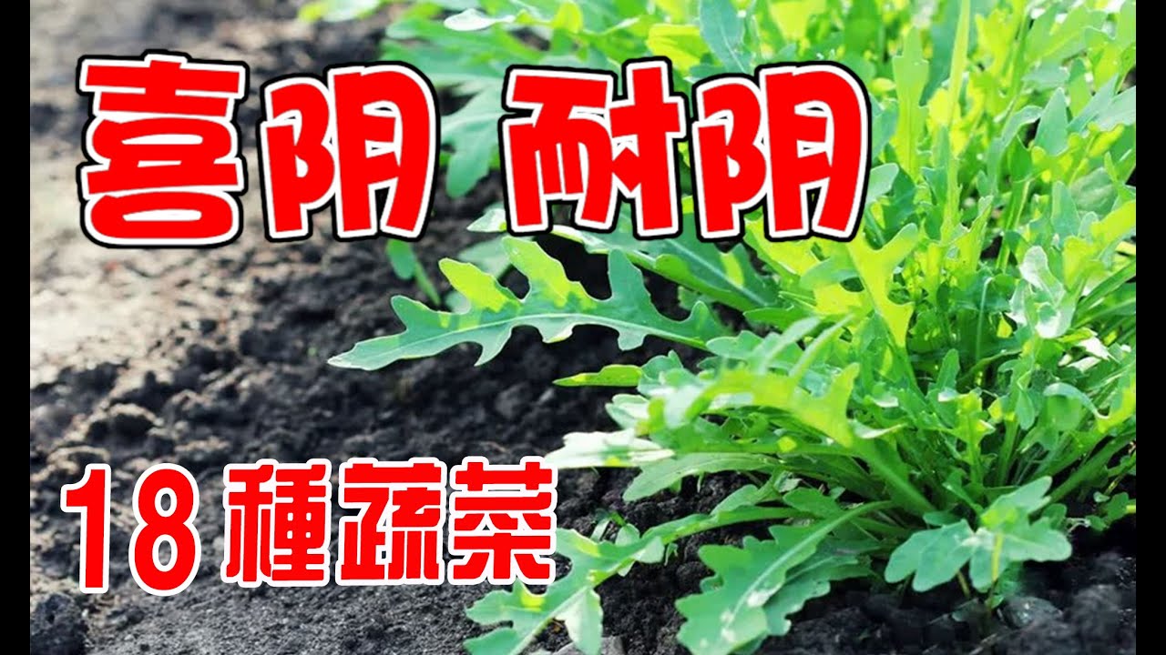 沒陽光照樣長得好的蔬菜, 18種耐陰蔬菜，樹蔭下也能種喲, 在陰涼處才能長得好的蔬菜