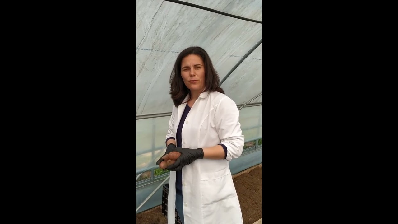 PLANTAREA CARTOFILOR DULCI PENTRU OBȚINEREA DE MATERIAL SĂDITOR, SCDCPN Dabuleni