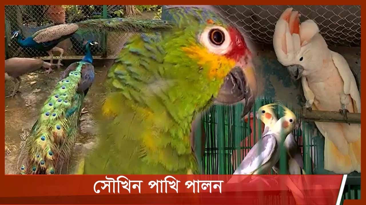 সৌখিন পাখি পালন | Fancy Bird | আমার কৃষি আমার খামার | Amar Krishi Amar Khamar | 20Aug.21