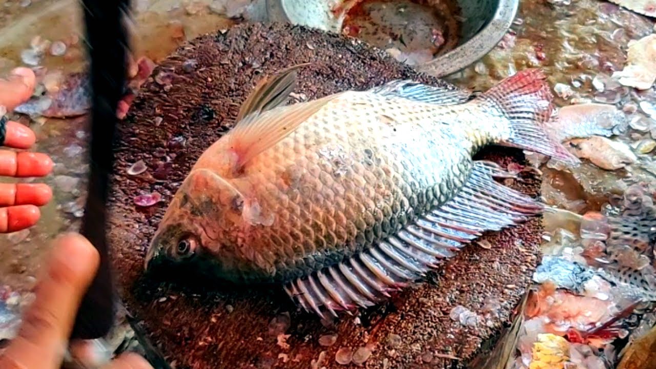 Live Tilapia Fish Cutting Skills In The Fish Market || Fastest  Fish Cutting