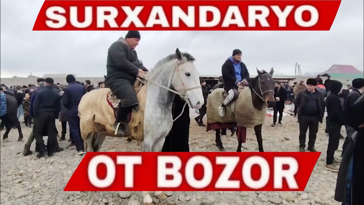 Ot bozor Narxlari 5-Fevral 2026 Surxandaryo Sariosiyo Ot bozori