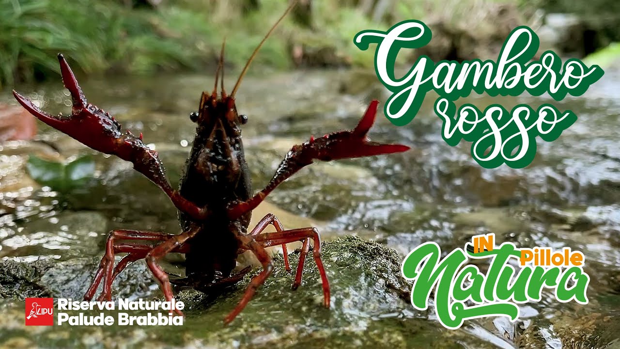 Pillole in Natura Ep7: il gambero rosso della Louisiana