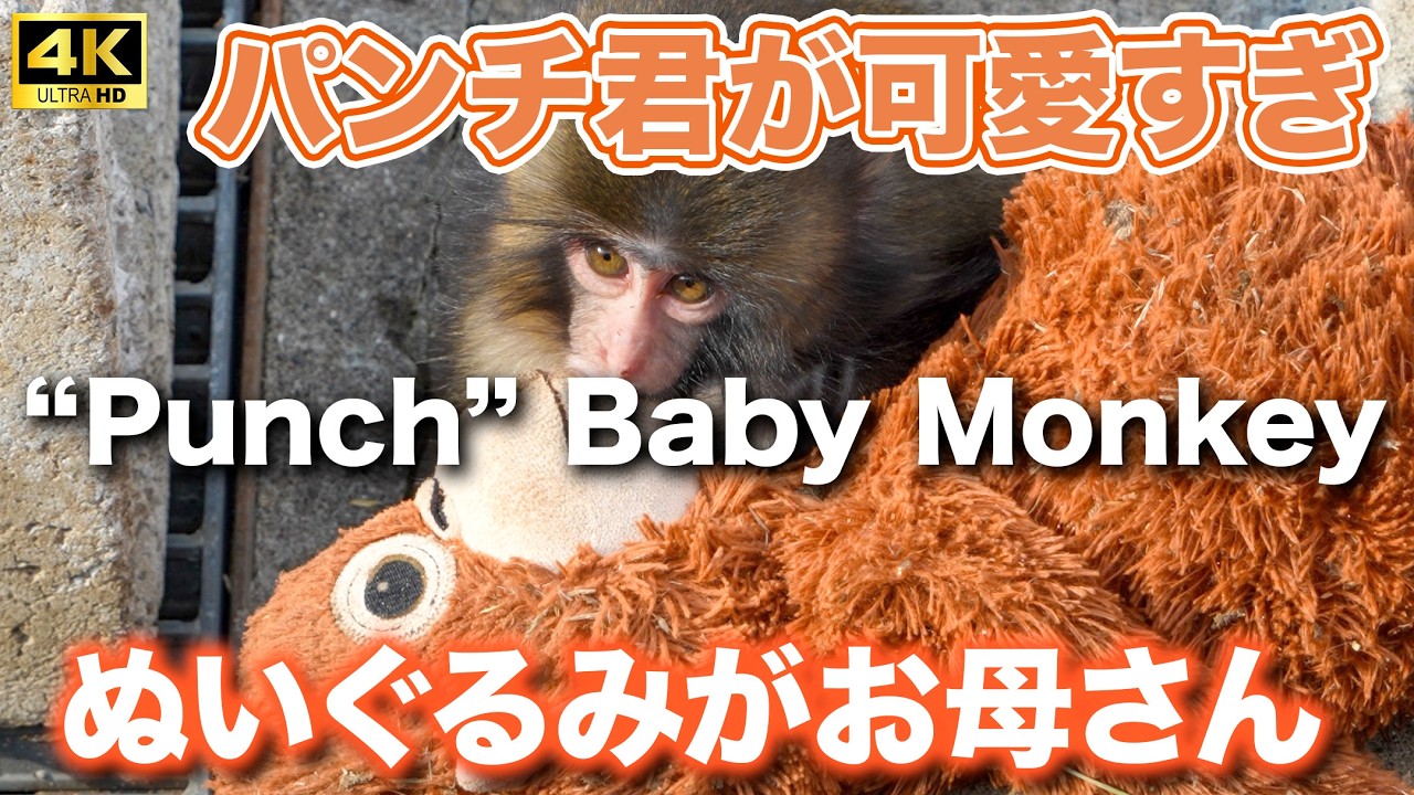 【ぬいぐるみがお母さん】パンチくんが可愛すぎた　市川動植物園の赤ちゃんザル　Ichikawa City Zoo Punch Baby Monkey’s Hugging Plush Orangutan