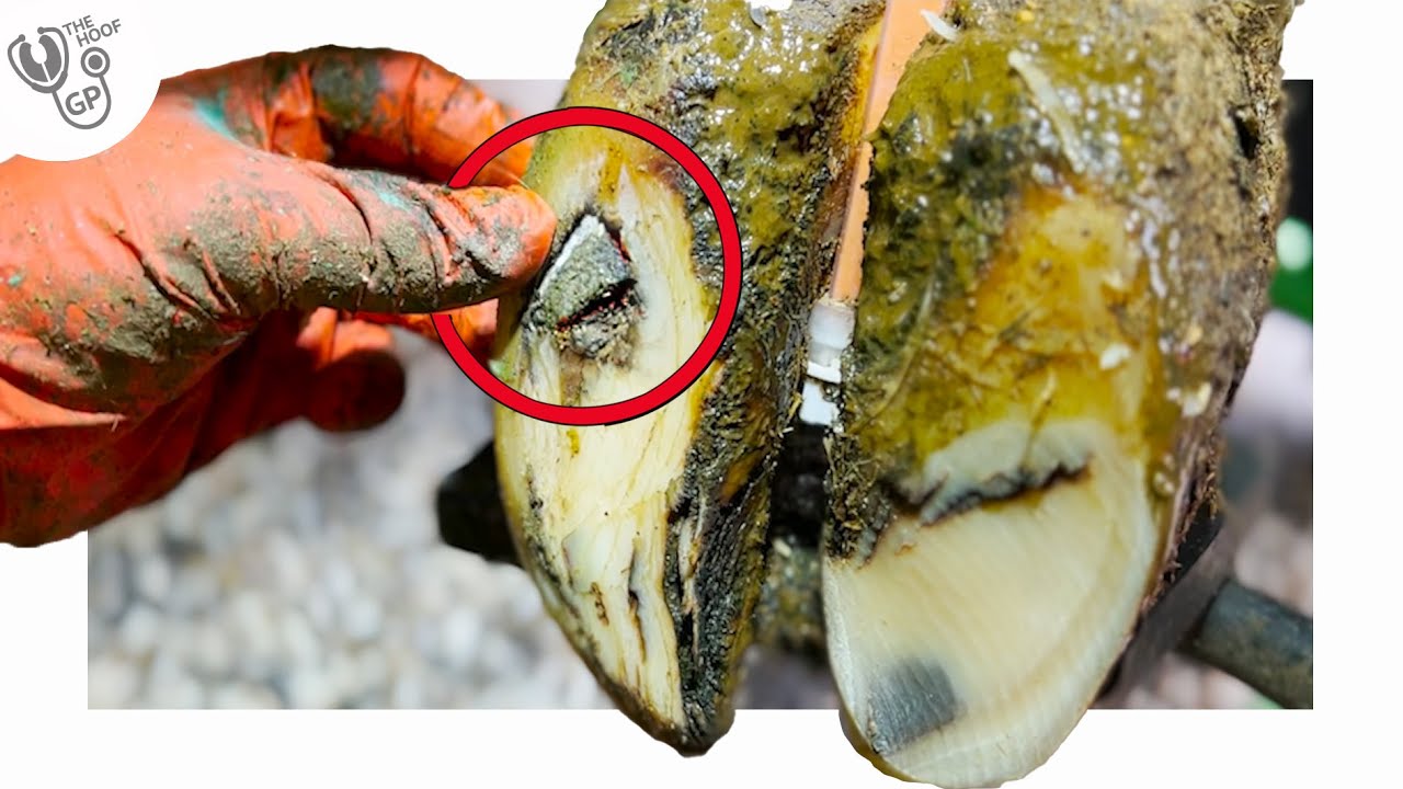 this STONE was EMBEDDED in a COWS HOOF!