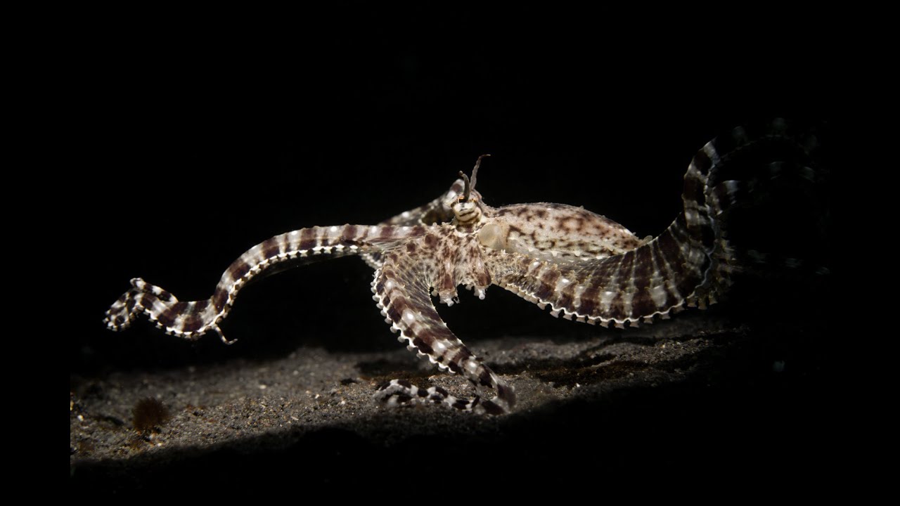 Below Shea Level:  Lembeh, Indonesia