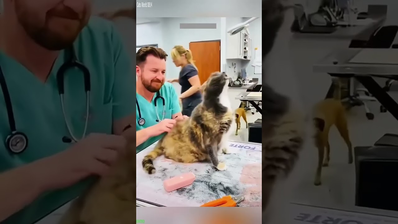 Funny Pets 🥰 Cat Fails 🐈‍⬛ # Part 5342