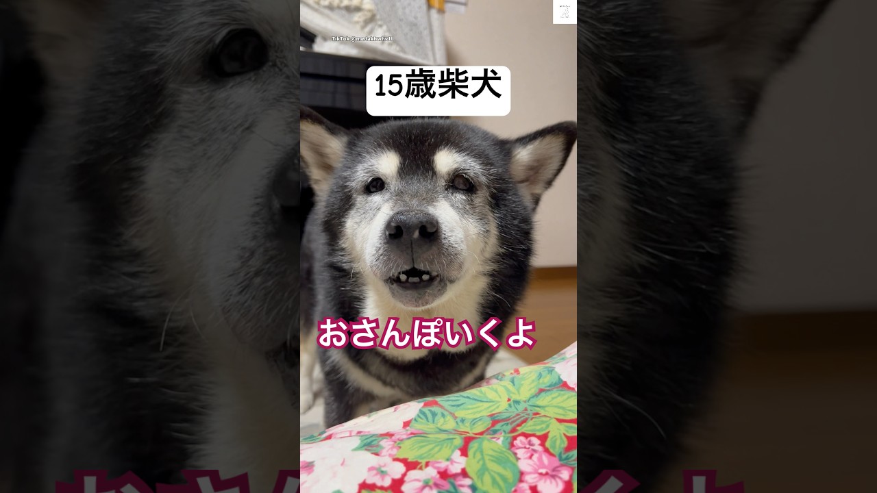 お散歩行きたい‼️15歳柴犬が可愛い🥰　　　#老犬　#シニア犬　#柴犬　#犬　#散歩