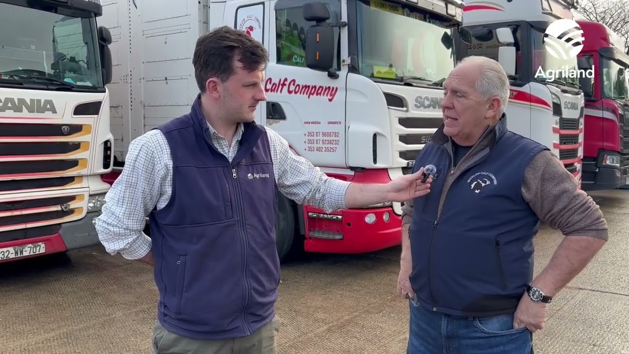 Scallan voices concerns on markets for Irish calves this spring