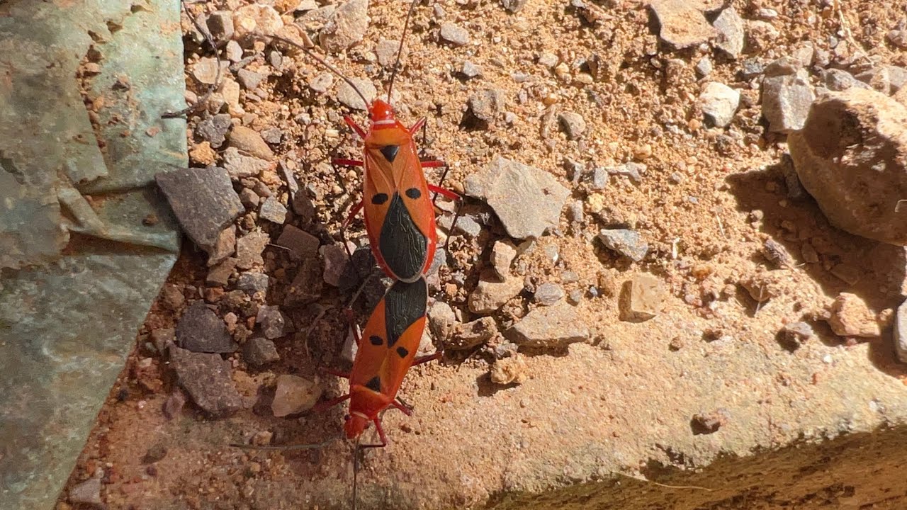 Why they always like that ? #insects #naturelovers #nature #youtubevideo #youtube 
