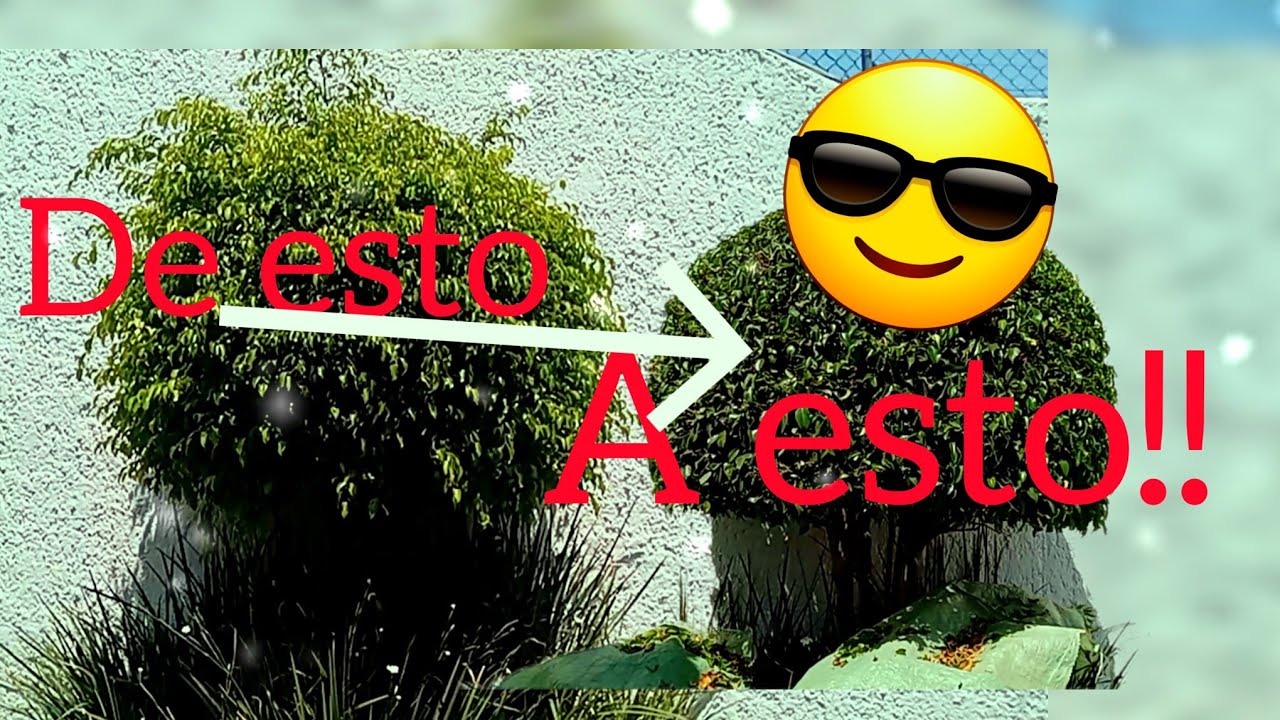 como podar un arbol de  ficus en bola!!!!