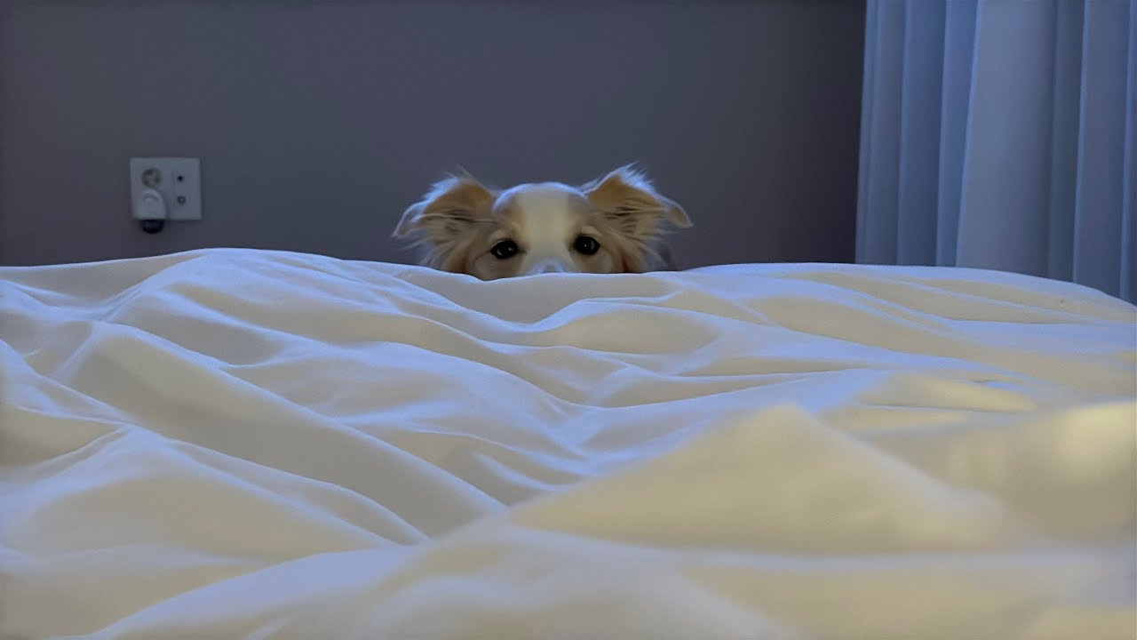 내가 얼어 죽어도 산책은 가야 하는 보더콜리