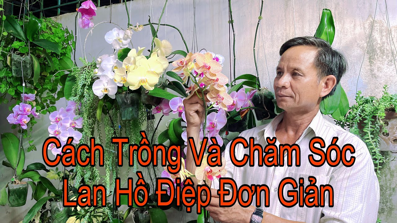 Bí Quyết Trồng Chăm Sóc Lan Hồ Điệp Đơn Giản Màu Tươi Lâu Tàn Không Bị Chết, Bị Bệnh