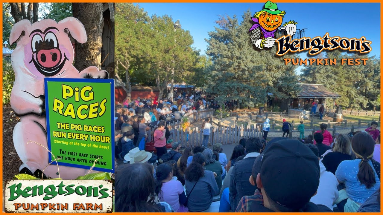 Pig races in bengtson pumpkin farm | bengtson pumpkin farm 2022 | bengtson pumpkin patch 2022