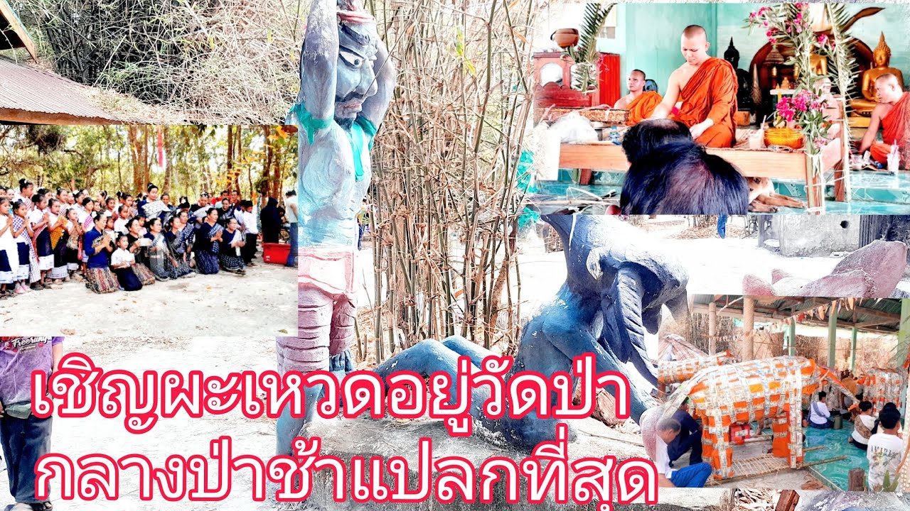 เชิญผะเหวด อยู่วัดป่ากลางป่าซ้า#แปลกที่สุดในลาว#