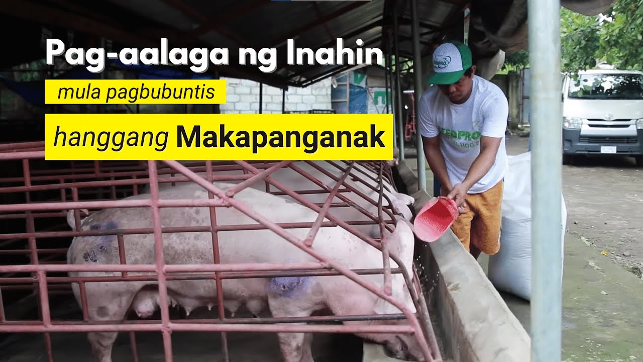 Pag-aalaga ng Inahin Mula Pagbubuntis Hanggang Makapanganak