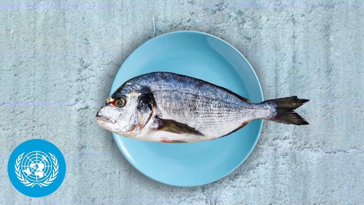 How do small-scale food producers survive emergencies? | FAO Emergencies Explainer | United Nations