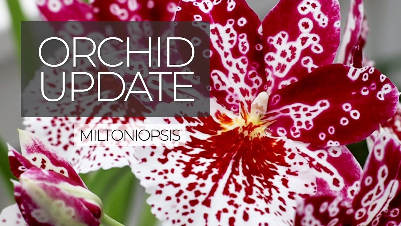 Orchid Update: Spring 2020 Miltoniopsis - New addition + new spikes || Miltoniopsis Orchid Care