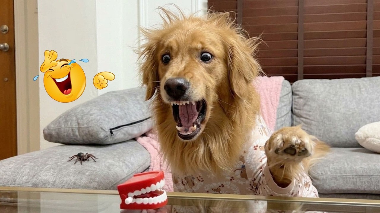 You Won&rsquo;t Believe How Funny These Dogs Are 😂🐶 Best Funny Animals 2026