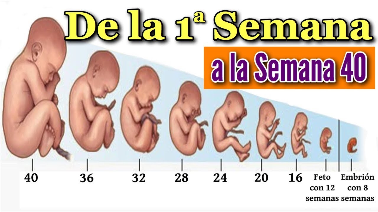 👶 EMBARAZO SEMANA A SEMANA 🤰 Desarrollo Fetal Desde la Semana 1 a la 40 en el Vientre Materno ❤️